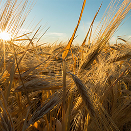 Landwirtschaft
